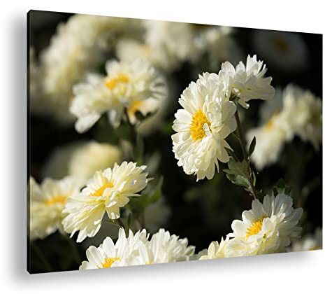 deyoli Leinwandbild Blühendweiße Chrysanthemen – Zartheit des Winters Format: 70x50cm XXL Kunstdruck Bild auf Holzrahmen/Wandbild/Wohnzimmer Dekoration