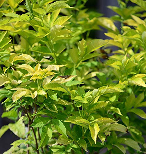 Gelber Holunder 100-125cm - Sambucus canadensis