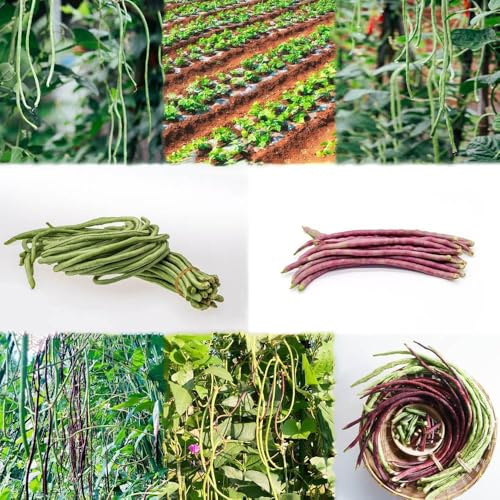 semillas de frijol de jardín - semillas frijol jardín camas elevadas para en bonsái espárrago decorativa exóticas Resistente 100pcs