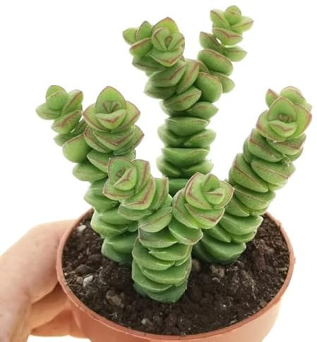 DECOALIVE Crassula Hottentot Suculenta Collar Jade Planta Natural Interior y Exterior