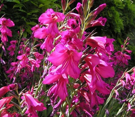 Gladiolus communis, Byzantine Gladiolus 15 Seeds - Perennial