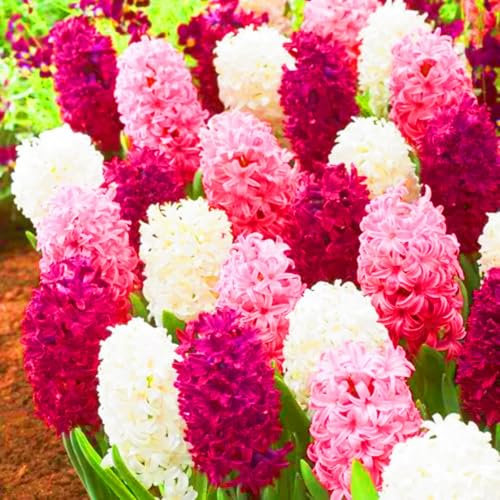 Hyacinth Bulbs Mixed Hyacinth Bulbs UK Best Decoration/Ornamental Flowers/Wedding Flowers-4bulbs-e