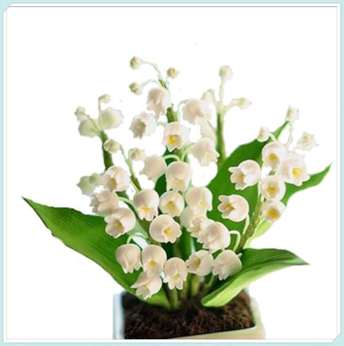 Natural Organic/Wedding Flowers/Excellent Display/Lily of The Valley Bulbs for Planting/Good for Containers -3 Bulbs-J