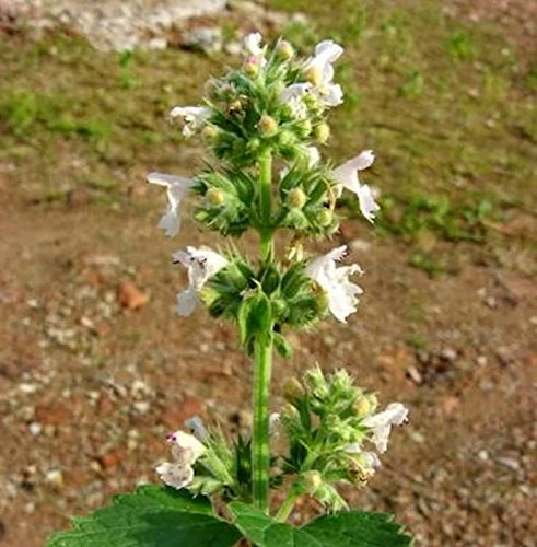 Katzenminze Snowflake - Nepeta faassenii - lebende Gartenpflanze aus den Baumschulen