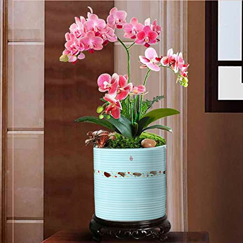CWCQGH Pot de Fleur en céramique Peint à la Main Pie grimpante Prunier Pot de Fleur orchidée Plante Suspendue Balcon Bureau Style Chinois Plante Verte Fleur Pot de Fleur d'intérieur,B