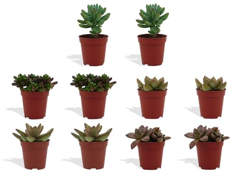 DutchLeafs Sedum Mix 10 Stück Verschiedene Mini-Sukkulenten - Topf 5,5 cm - Crassulaceae Mauerpfeffer Fetthennen Sukkulent Kleine Pflanzen Sammlung Pflegeleicht - Höhe 8-15 cm