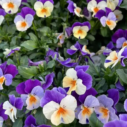 semillas de pensamiento resistentes al invierno para macetas verano semillas de bonsái decoración silvestres 80pcs