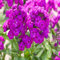 100 piezas de semillas de flores de Phlox nuevas gigantes moradas