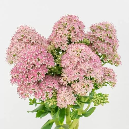 semi resistenti di di sedum,decorazione da giardino,semi di perenni resistenti alla tappezzatura del terreno 100pcs