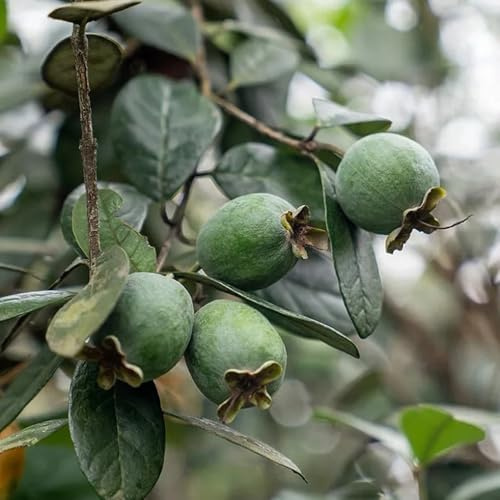 Semi di Feijoa, da frutto nani resistenti Acca sellowiana, semi per il giardino da arbusti fioriti resistenti acquistare colonnari 10pcs