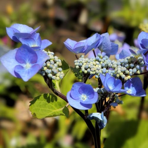Hydrangea macrophylla 'Zorro' – Award-Winning Lacecap Hydrangea with Deep Blue-Purple Blooms, RHS AGM, Perfect for Borders & Containers - 2X 10 Litre Potted Plants by Thompson & Morgan