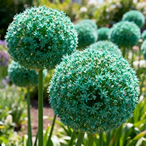 Allium, rizomi di Allium resistenti, rizomi perenni da giardino, piantagioni di Allium rari da giardino-4 rizomi-A