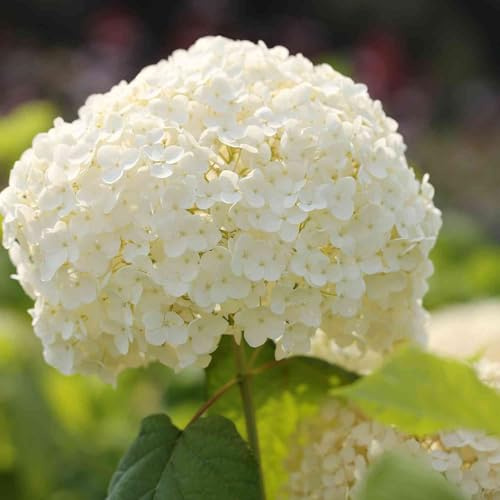 GARTEN SCHLÜTER® Ballhortensie 'Annabelle' - Hydrangea arborescens | Mit riesigen Blütenbällen, reichblühend, weiß blühend