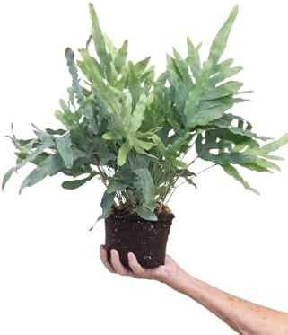 Helecho Blue Star Natural Planta de Interior con Hojas Colgantes y Exóticas