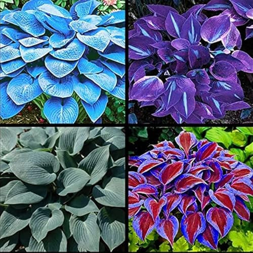 Hostas Bulbs for Planting UK Strong Plants That Grow Well Golden Jade Carving Feels Beautiful Now Mixed Garden Crop for Planting Now Greening Cut Flowers Good for Containers-4Bulbs-greenG