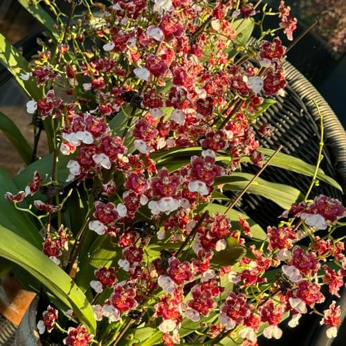Semi di orchidea Oncidium, serre da balcone Oncidium hybridum, da giardino rare di semi di decorazione del soggiorno regali 350pcs