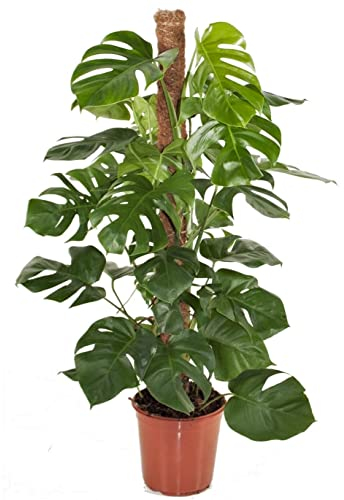 Plant in a Box - Monstera Deliciosa - Pianta del formaggio svizzero - Vaso 24cm - Altezza 120-130cm