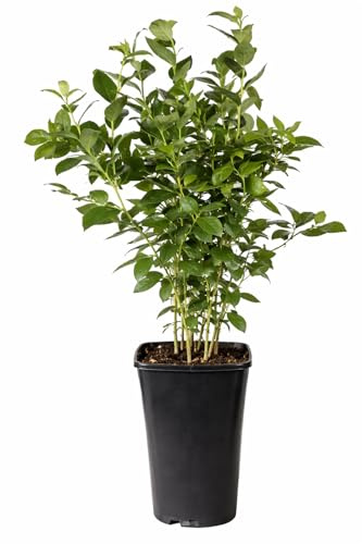 Heidelbeere Bluegold ca. 60 cm – Vaccinium corymbosum Bluegold – winterharte Heidelbeer-Pflanze, ertragreich, süß-aromatisch, ideal für Garten & Kübel, selbstfruchtbar
