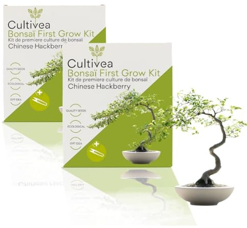 CULTIVEA 2 x First Bonsai-Set - Bonsai-Set - fertig zum Wachsen mit Samen & Zubehör - Geschenkidee für Gartenarbeit | Made in France (Hackberry)