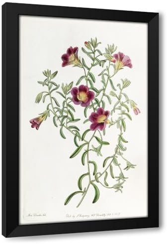 ArtDirect Intermediate Petunia (1815-1819) Custom Framed Art Print Giclee Print or Canvas Options with Various Sizes and Customization by Sydenham Edwards