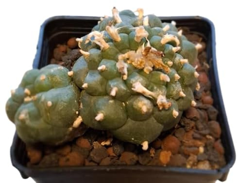 Lophophora williamsii, Kaktus, 9cm mehrköpfig