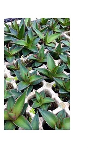 Pezzi - 10x Agave Convallis Agave Giardino Piante - Seme ID671 - Seeds & Plants Shop by Ipsa