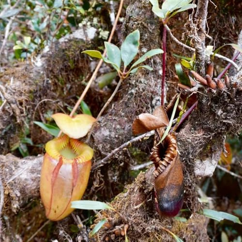 nepenthes-kannenpflanze fleischfressende winterharte garten steingartenpflanzen winterhart 150samen