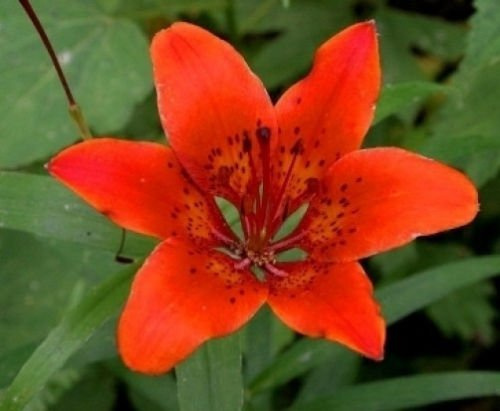Lilium pensylvanicum 8 semi