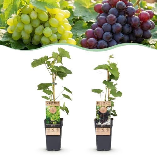 Green boutiQ - Plante fruitière - Vitis vinifera Himrod - Vanessa - Plante de raisin - Sans pépins - Raisin Bleu & Blanc - 2 Plantes - Pot 15cm - Hauteur 50cm
