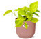 Epipremnum Pinnatum ‘Golden Pothos’ dans ELHO Vibes Fold Rose - 20cm - Ø14cm - Plante d'intérieur - Vert persistant