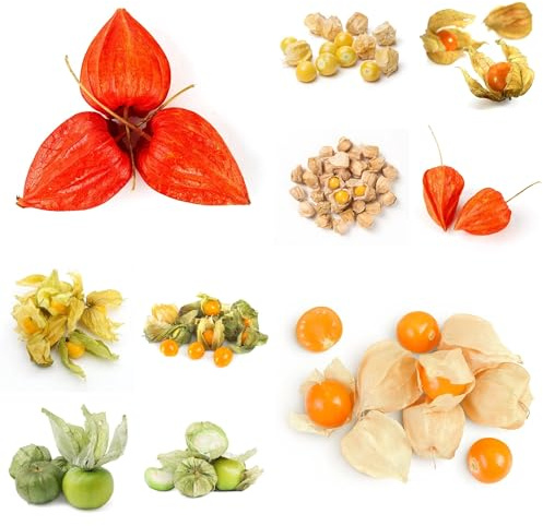 Semi di Physalis, da giardino vecchie varietà da nani semi di acquistarere da semi di per il giardino resistenti per il giardino 80pcs