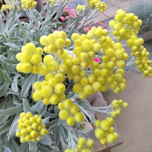 semi di elicriso, giardino perenni resistenti vecchie varietà balcone 600pcs