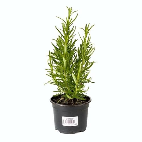 Romero Aromático DECOALIVE Plantas Aromáticas y para Cocinar