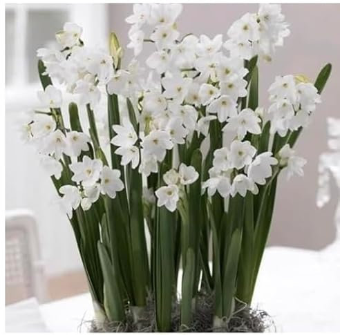 Narcissus Paper White Bulbs, 10 in a Pack, Christmas Daffodils, Pure White Bunch Flowering, Highly Fragrant Blooms, Perennial, Indoor/Outdoor Garden Plants
