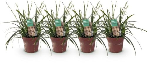 GreenboutiQ - Graminées ornementales - Carex oshimensis Intense Green - Vert - 4 Plantes - Persistant - Peu d'entretien - Pot 17cm Hauteur 50cm