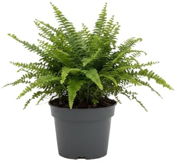 Helecho Espada para Interior DECOALIVE Nephrolepis Exaltata 12 cm Ø Planta Viva Resistente y Elegante