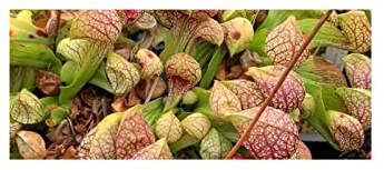 Stk - 5x Sarracenia psittacina sandy bottom creek road Kannenpflanzen - Samen B218 - Seeds & Plants Shop by Ipsa