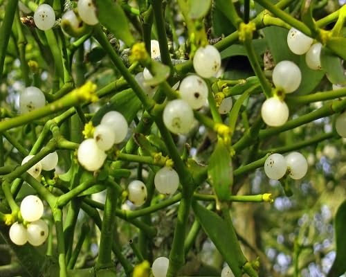 70pcs Green Fresh Mistletoe Plant Seeds