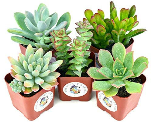 Mix de Cinco Suculentas Naturales Mini Plantas Crasas Ideales para Decorar el Hogar