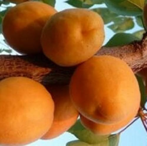 Albero Albicocco Sungiant - Età 3 anni