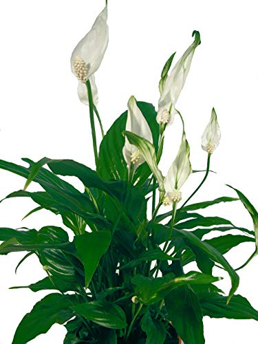 Einblatt weiß - Wundervolle Zimmerpflanze für jeden Standort geeignet - Höhe ca. 25cm - Ø Topf 12cm
