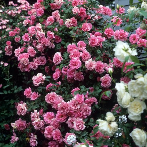 GARTHWAITE NURSERIES® : - Potted 2 Litre Climbing Rose Pink PERPRTUE Perennial Plant