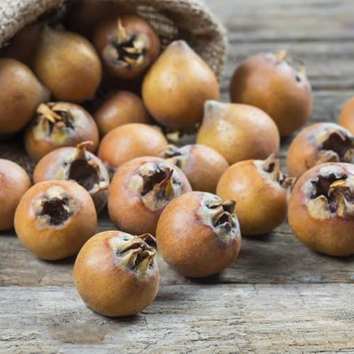 semi di nespolo - mespilus germanica - aiuola rialzata di nespolo di sapote, resistenti, resistenti all'inverno 30pcs