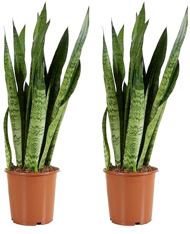 Bloomique - Set de 2 - Sansevieria zeylanica - Lengua de suegra - Purificadora - Muy fácil de cuidar - 70-90 cm - Maceta 21 cm