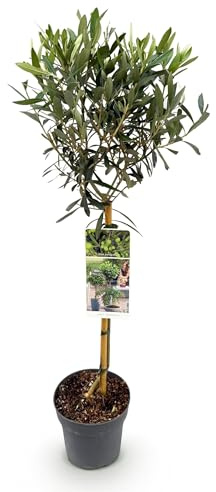 Olea Europaea - Plante sur tige - Plante de terrasse - Persistante - Peu d'entretien - 80-90cm - Ø19cm - Plante de jardin