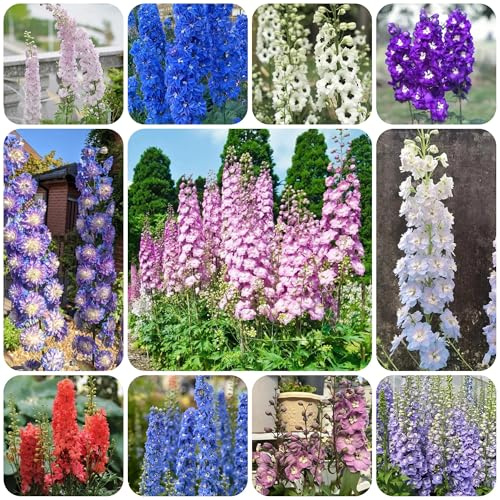 rittersporn blumenwiese mehrjährig, herbst deko delphinium topfpflanzen draußen winterhart, frühlingsblume zierblumen blumendeko 250samen