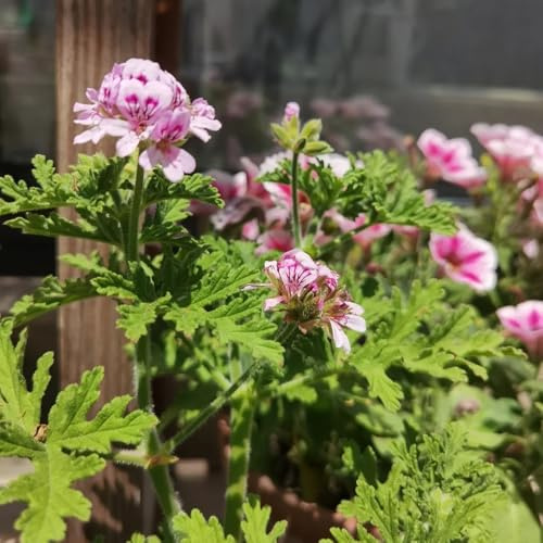 Geranio limone semi di selvatico selvatico autunno resistenti giardino balcone autunno, 300pcs