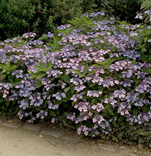 Teller Hortensie Koreana 25-30cm - Hydrangea serrata - lebende Gartenpflanze aus den Baumschulen