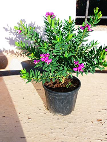 Cruz Polygala myrtifolia - Un hermoso arbusto grande