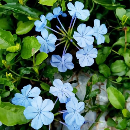 100 piezas semillas de plumbago auriculata - jardín tallo plombago interior